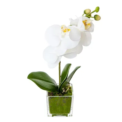 Орхидея Фаленопсис Эсми в кашпо (Phalaenopsis Esmi)