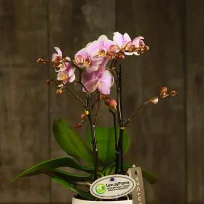 Орхидея Phalaenopsis (отцвел)