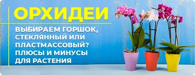 Орхидеи Фалеонопсисы в горшке