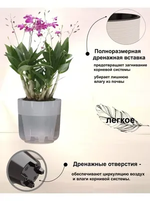 Выбираем горшок для орхидеи. Стеклянный или пластмассовый: плюсы и минусы  для растения