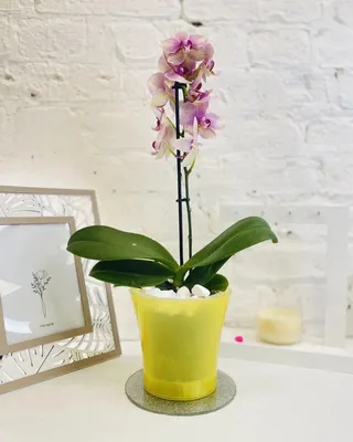 ᐈ Горшок-кашпо для цветов DH-FLOWERS-25 M Белый оптом от производителя MVM