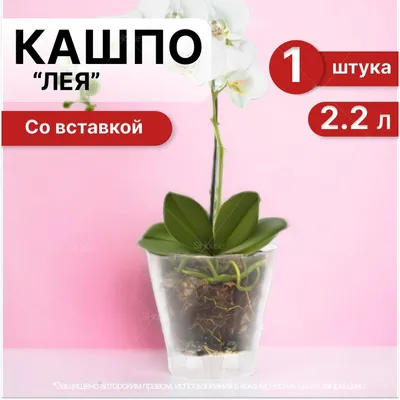 ГОРШКИ ДЛЯ ОРХИДЕЙ — Семена для Сибири