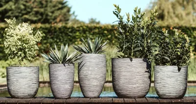 Горшок для орхидеи Gardenya 1,2 л прозрачный Poliwork – купить в  интернет-магазине в Киеве (ID#10490)