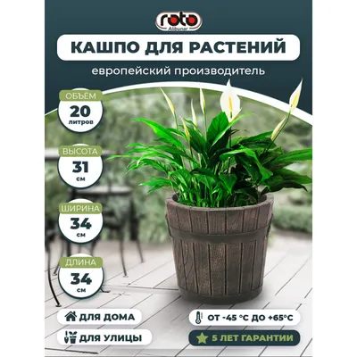 Горшок для орхидей прозрачный d-11 с отверстиями Каталог орхидей -  фаленопсисов, каттлей, ванд, дендробиумов со всего мира от интернет  магазина Ангелок
