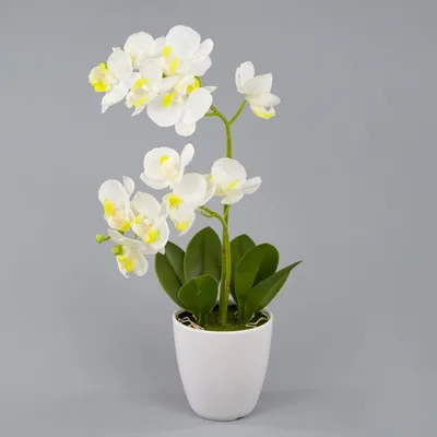 Уличный горшок для цветов PLANTER POLKA Ø340x325 ROTO коричневый купить в  интернет-магазине Eragarden-Shop в Москве