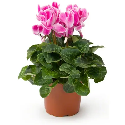 Купить вазон (горшок) цветов из розового цикламена с доставкой по Киеву.  Низкая цена, быстрая доставка.