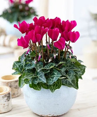 Цикламен - Cyclamen. Уход за Цикламеном. Фото