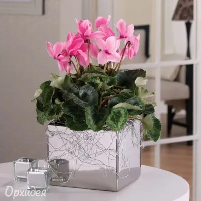 Цикламены Купить в Киеве Цикламен (Cyclamen). Доставка по Украине