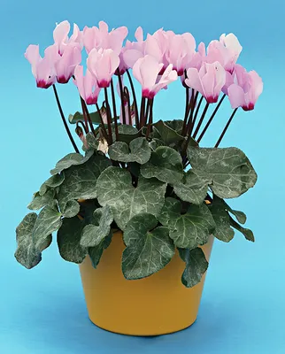 Цикламен (лат. Cyclamen), d 14 | Flowers Valley