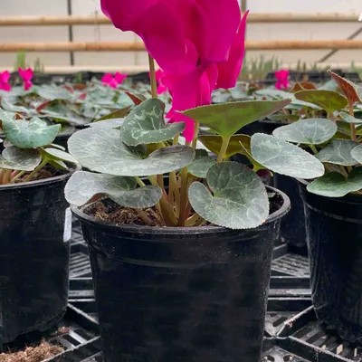 Цикламен персидский – мини Хельга Cyclamen persicum – mini Helga - купить  семена цветов с доставкой по Украине в магазине Добродар