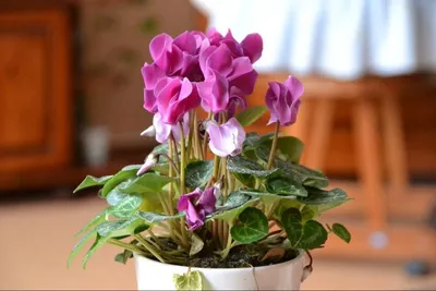 Цикламен персидский – мини Бетти Cyclamen persicum – mini Betti - купить  семена цветов с доставкой по Украине в магазине Добродар