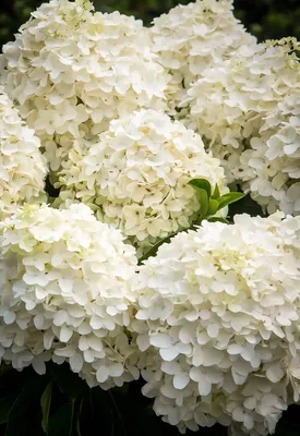 Гортензия Гидрангея Белая - купить, цена, условия выращивания в  интернет-магазине комнатных растений.