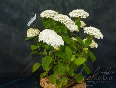 White Wedding Panicle Hydrangeas For Sale | The Tree Center