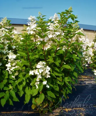 5 Late-Blooming Hydrangea Varieties for Your Fall Garden - Dengarden