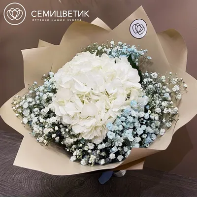 Гортензия крупнолистная White Delight - Саженцы растений » Гортензии  саженцы » Крупнолистная гортензия » Гортензия крупнолистная White Delight