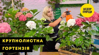 Букет из белой гортензии на 1 сентября купить с доставкой по Томску: цена,  фото, отзывы.