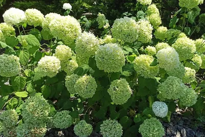 Гортензия метельчатая (Hydrangea paniculata `White Lady`) - Гортензия  метельчатая - Кустарники - Каталог - LESKOVO-PITOMNIK.ru