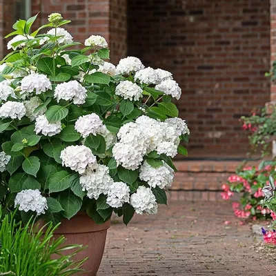 Hydrangea arborescens Invincibelle Wee White® | White Flower Farm