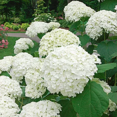 Гортензия древовидная (Hydrangea arborescens `White Ball`) - Гортензия  древовидная - Кустарники - Каталог - LESKOVO-PITOMNIK.ru