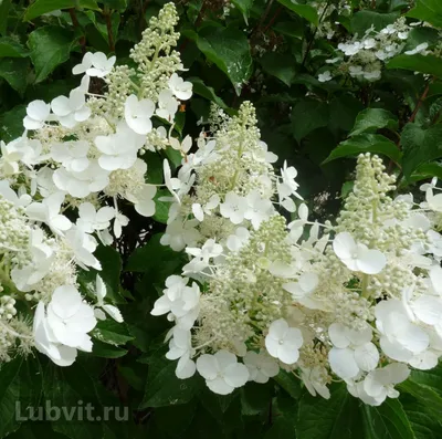 Hydrangea arborescens 'Annabelle' | White Flower Farm