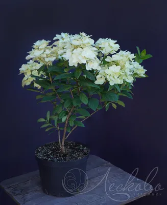 Invincibelle Wee White® Hydrangea - 4\" Pot - Proven Winners - Hirt's Gardens