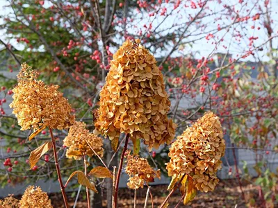 Фото гортензии белого медведя для скачивания бесплатно