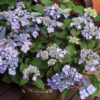 Гортензия крупнолистная Эндлесс Самме Ориджинал (Hydrangea macrophylla  Endless Summer Original)