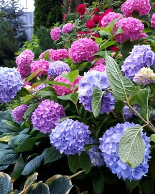 Гортензия “Бесконечное лето” - цветёт всё лето, высокая зимостойкость,  много сортов. Ну как тут можно устоять😉 | Росток🌷: заметки садовода | Дзен