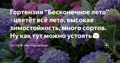 Новинка ! Зимостойкая гортензия Бесконечное лето \"Поп Стар\": 4 000 тг. -  Сад / огород Алматы на Olx