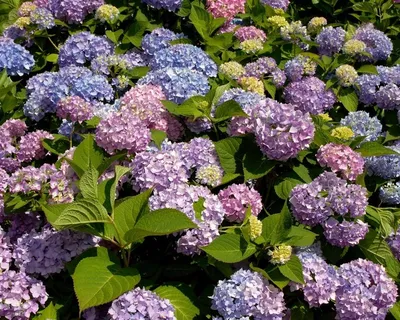 Гортензия “Бесконечное лето” - цветёт всё лето, высокая зимостойкость,  много сортов. Ну как тут можно устоять😉 | Росток🌷: заметки садовода | Дзен