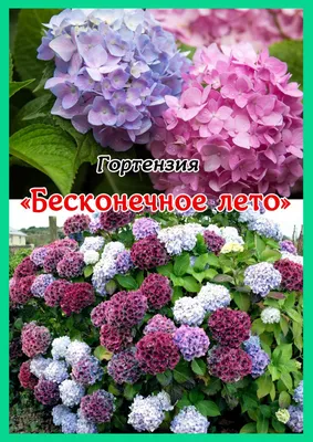 Купить Гортензия \"Бесконечное лето\" в Калининграде по низкой цене