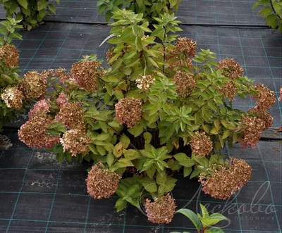 Гортензия метельчатая Бомбшелл. (Hydrangea paniculata Bombshell) С7,5;  5-летка купить в интернет-магазине ЦВІТСАД с доставкой по Украине