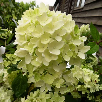 Гортензия метельчатая (Hydrangea paniculata `Bombshell`) - Гортензия  метельчатая - Кустарники - Каталог - LESKOVO-PITOMNIK.ru