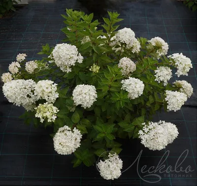 Гортензия метельчатая (Hydrangea paniculata `Bombshell`) - Гортензия  метельчатая - Кустарники - Каталог - LESKOVO-PITOMNIK.ru