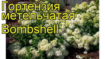 Гортензия метельчатая Бомбшелл C3 купить недорого в интернет-магазине  товаров для сада Бауцентр