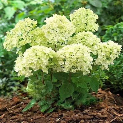 Гортензия метельчатая (Hydrangea paniculata `Bombshell`) - Гортензия  метельчатая - Кустарники - Каталог - LESKOVO-PITOMNIK.ru