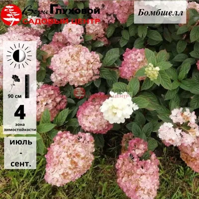 Гортензия метельчатая Бомбшелл (Hydrangea paniculata 'Bombshell') 5л, цена  в Пскове от компании Вилла-Планта (питомник растений)