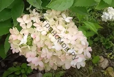 Hydrangea paniculata 'Bombshell' Hydrangea | Garden Center Marketing