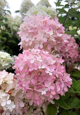 Гортензия метельчатая Бомбшелл Hydrangea paniculata Bombshell - купить  декоративные и хвойные растения с доставкой по Украине в магазине Добродар