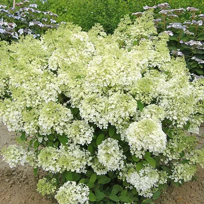 Hydrangea paniculata 'Bombshell' (PVR) – Maryflower