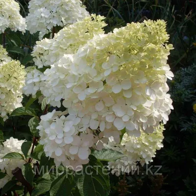 Гортензия метельчатая Бомбшелл: купить в Москве саженцы Hydrangea  paniculata Bombshell в питомнике «Медра» по цене от 1560 руб