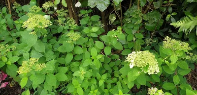 Hydrangea Bombshell 2 Gal - Echoglen Gardens