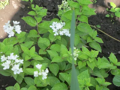 Hydrangea paniculata Bombshell | Woodleigh Nursery