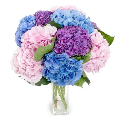 1 голубая гортензия - Доставкой цветов в Москве! 21215 товаров! Цены от 487  руб. Цветы Тут