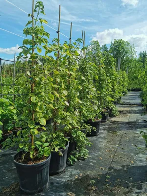 Гортензия черешковая вьющаяся (Hydrangea anomala petiolaris) - Зеленый сад