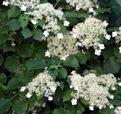 Гортензия черешковая (Hydrangea petiolaris) C5L;h50-70 BE – Ваш сад