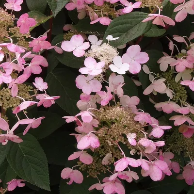 Гортензия черешковая, Hydrangea anomala ssp. petiolaris