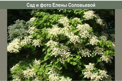 Гортензия черешковая - ценное растение для вертикального озеленения |  Декоративные растения на даче | Дзен