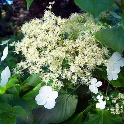 Гортензия черешковая C5 60-80 | Интернет-магазин цветов и растений PlantShip