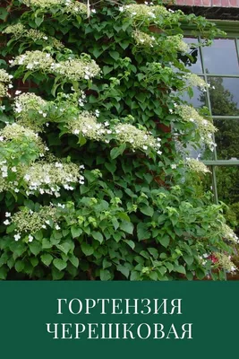 Гортензия черешковая вьющаяся (Hydrangea anomala petiolaris) - Зеленый сад